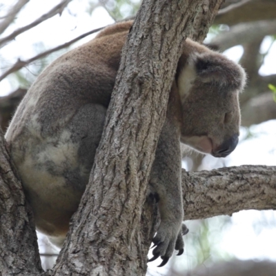 Phascolarctos cinereus (Koala) at Ormiston, QLD - 15 Dec 2023 by TimL
