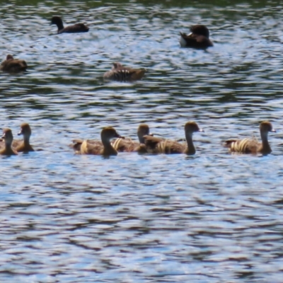 Dendrocygna eytoni (Plumed Whistling-Duck) at Fyshwick Sewerage Treatment Plant - 15 Dec 2023 by RodDeb