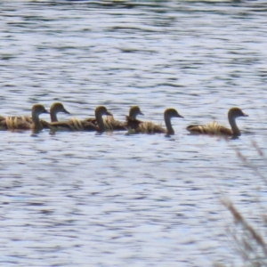 Dendrocygna eytoni at Fyshwick Sewerage Treatment Plant - 15 Dec 2023 10:43 AM