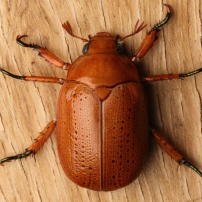 Anoplognathus porosus (Porosus Christmas beetle) at Ainslie, ACT - 14 Dec 2023 by jb2602