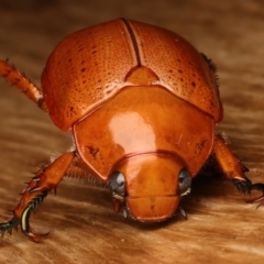 Anoplognathus porosus at Ainslie, ACT - 14 Dec 2023