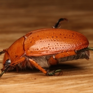 Anoplognathus porosus at Ainslie, ACT - 14 Dec 2023