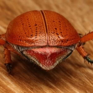 Anoplognathus porosus at Ainslie, ACT - 14 Dec 2023