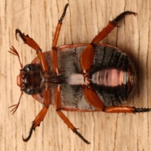 Anoplognathus porosus at Ainslie, ACT - 14 Dec 2023