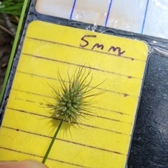 Echinopogon ovatus (Forest Hedgehog Grass) at Cotter River, ACT - 15 Dec 2023 by Steve818