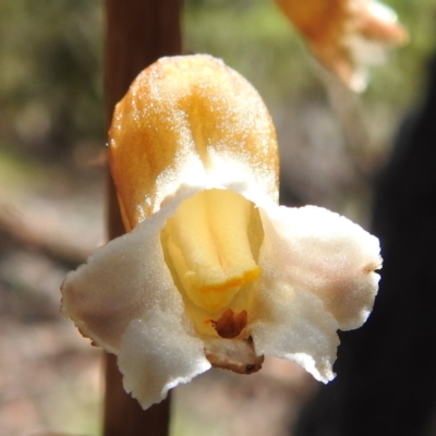 Gastrodia procera (Tall Potato Orchid) at Namadgi National Park - 15 Dec 2023 by HelenCross