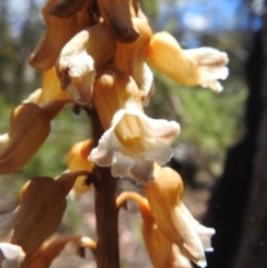 Gastrodia procera at Namadgi National Park - suppressed