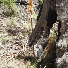 Gastrodia procera at Namadgi National Park - 15 Dec 2023