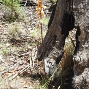 Gastrodia procera at Namadgi National Park - 15 Dec 2023