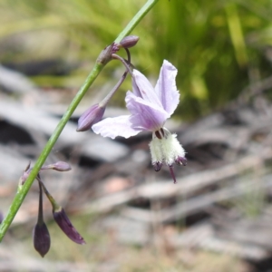 Arthropodium milleflorum at Namadgi National Park - 15 Dec 2023 11:06 AM