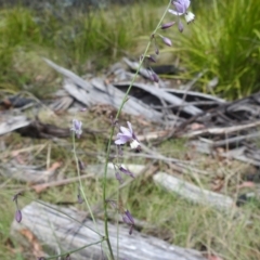 Arthropodium milleflorum at Namadgi National Park - 15 Dec 2023 11:06 AM