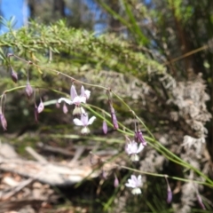 Arthropodium milleflorum at Namadgi National Park - 15 Dec 2023 11:06 AM