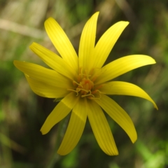 Microseris lanceolata (Yam Daisy) at Namadgi National Park - 15 Dec 2023 by HelenCross