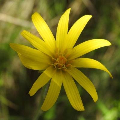 Microseris lanceolata (Yam Daisy) at Namadgi National Park - 15 Dec 2023 by HelenCross