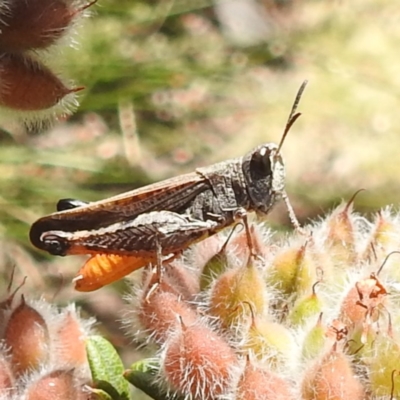 Cryptobothrus chrysophorus (Golden Bandwing) at Namadgi National Park - 15 Dec 2023 by HelenCross