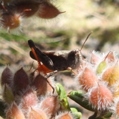 Cryptobothrus chrysophorus at Namadgi National Park - 15 Dec 2023 11:22 AM