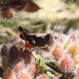 Cryptobothrus chrysophorus at Namadgi National Park - 15 Dec 2023 11:22 AM