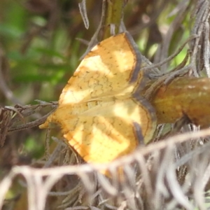 Chrysolarentia correlata at Namadgi National Park - 15 Dec 2023 11:07 AM