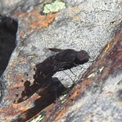 Anthrax maculatus (A bee fly) at Namadgi National Park - 15 Dec 2023 by HelenCross