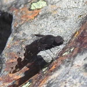 Anthrax maculatus at Namadgi National Park - 15 Dec 2023