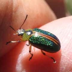 Calomela bartoni (Acacia Leaf Beetle) at Namadgi National Park - 15 Dec 2023 by HelenCross