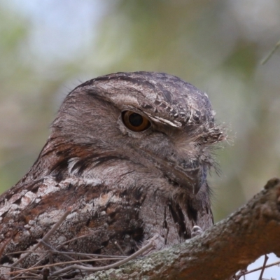 Podargus strigoides (Tawny Frogmouth) at Ormiston, QLD - 15 Dec 2023 by TimL