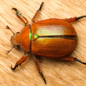 Anoplognathus hirsutus at Ainslie, ACT - 14 Dec 2023