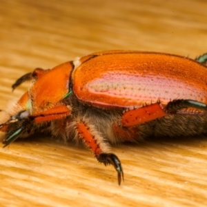 Anoplognathus hirsutus at Ainslie, ACT - 14 Dec 2023 08:41 PM