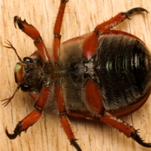 Anoplognathus hirsutus at Ainslie, ACT - 14 Dec 2023 08:41 PM