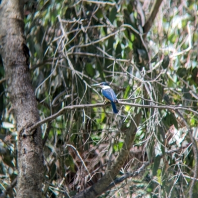 Todiramphus sanctus (Sacred Kingfisher) at Bonegilla, VIC - 15 Dec 2023 by Darcy