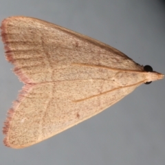 Ocrasa albidalis (A Pyralid moth) at Ainslie, ACT - 14 Dec 2023 by jb2602