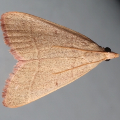 Ocrasa albidalis (A Pyralid moth) at Ainslie, ACT - 14 Dec 2023 by jb2602