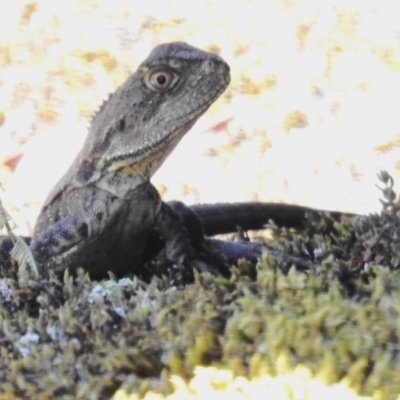 Intellagama lesueurii howittii (Gippsland Water Dragon) at Tidbinbilla Nature Reserve - 15 Dec 2023 by JohnBundock