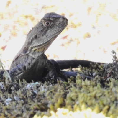 Intellagama lesueurii howittii at Tidbinbilla Nature Reserve - 15 Dec 2023 by JohnBundock