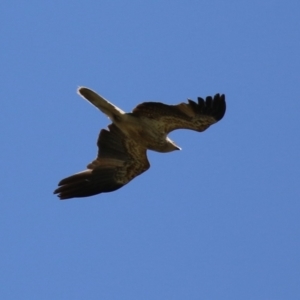 Haliastur sphenurus at Fyshwick, ACT - 15 Dec 2023