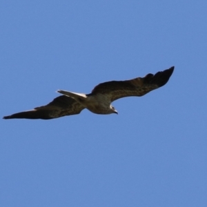 Haliastur sphenurus at Fyshwick, ACT - 15 Dec 2023