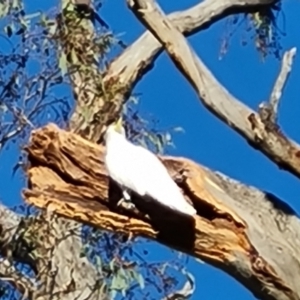 Cacatua galerita at Mount Mugga Mugga - 15 Dec 2023