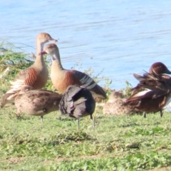 Dendrocygna eytoni (Plumed Whistling-Duck) at Fyshwick Sewerage Treatment Plant - 15 Dec 2023 by BenW