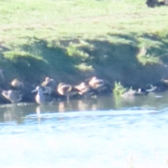 Dendrocygna eytoni at Fyshwick Sewerage Treatment Plant - 15 Dec 2023