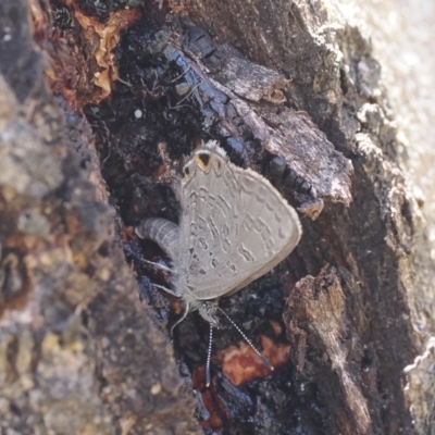 Acrodipsas myrmecophila (Small Ant-blue Butterfly) at Tuggeranong, ACT - 14 Dec 2023 by RAllen