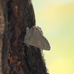 Acrodipsas myrmecophila at suppressed - suppressed