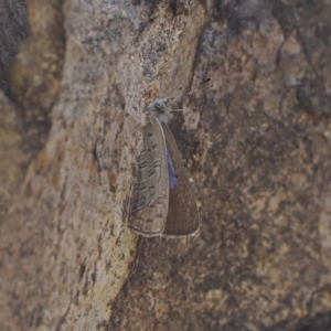 Acrodipsas myrmecophila at suppressed - suppressed