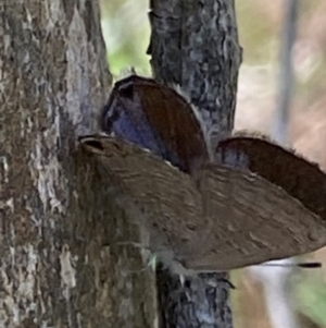 Acrodipsas myrmecophila at suppressed - 14 Dec 2023