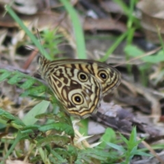 Geitoneura acantha (Ringed Xenica) at Monga National Park - 15 Dec 2023 by Csteele4