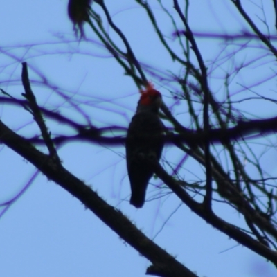 Callocephalon fimbriatum (Gang-gang Cockatoo) at Monga, NSW - 15 Dec 2023 by Csteele4