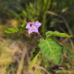 Solanum pungetium (Eastern Nightshade) at Monga, NSW - 15 Dec 2023 by Csteele4