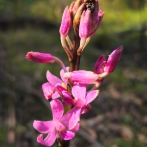 Dipodium roseum at QPRC LGA - 15 Dec 2023