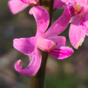 Dipodium roseum at QPRC LGA - 15 Dec 2023