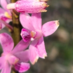 Dipodium roseum at QPRC LGA - 15 Dec 2023