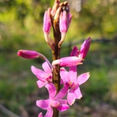 Dipodium roseum at QPRC LGA - 15 Dec 2023